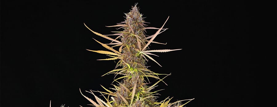 Purpe Queen