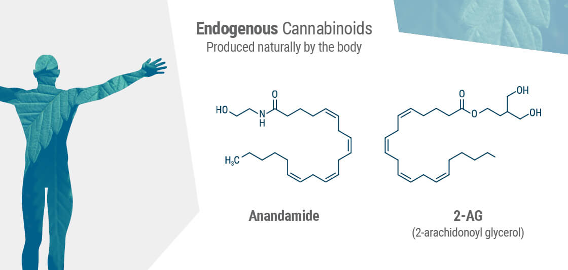 De to primære endocannabinoider i kroppen er anandamid og 2-AG