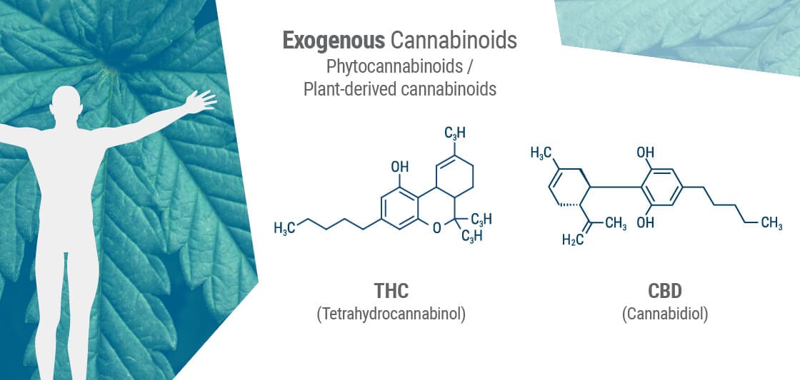 Phytocannabinoider deler ofte en lignende molekylær struktur med vores egne endocannabinoider