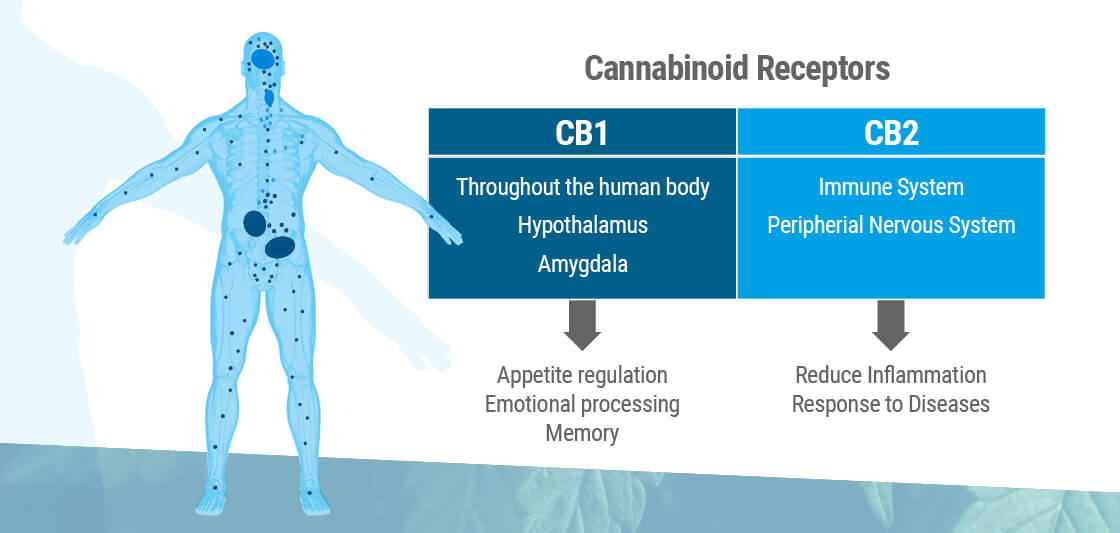 Det endocannabinoide system indeholder to typer af hovedreceptorer: CB1 og CB2