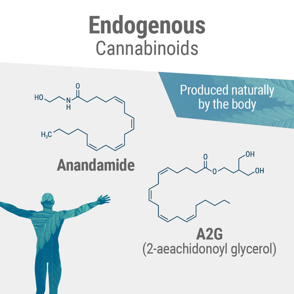 De to primære endocannabinoider i kroppen er anandamid og 2-AG