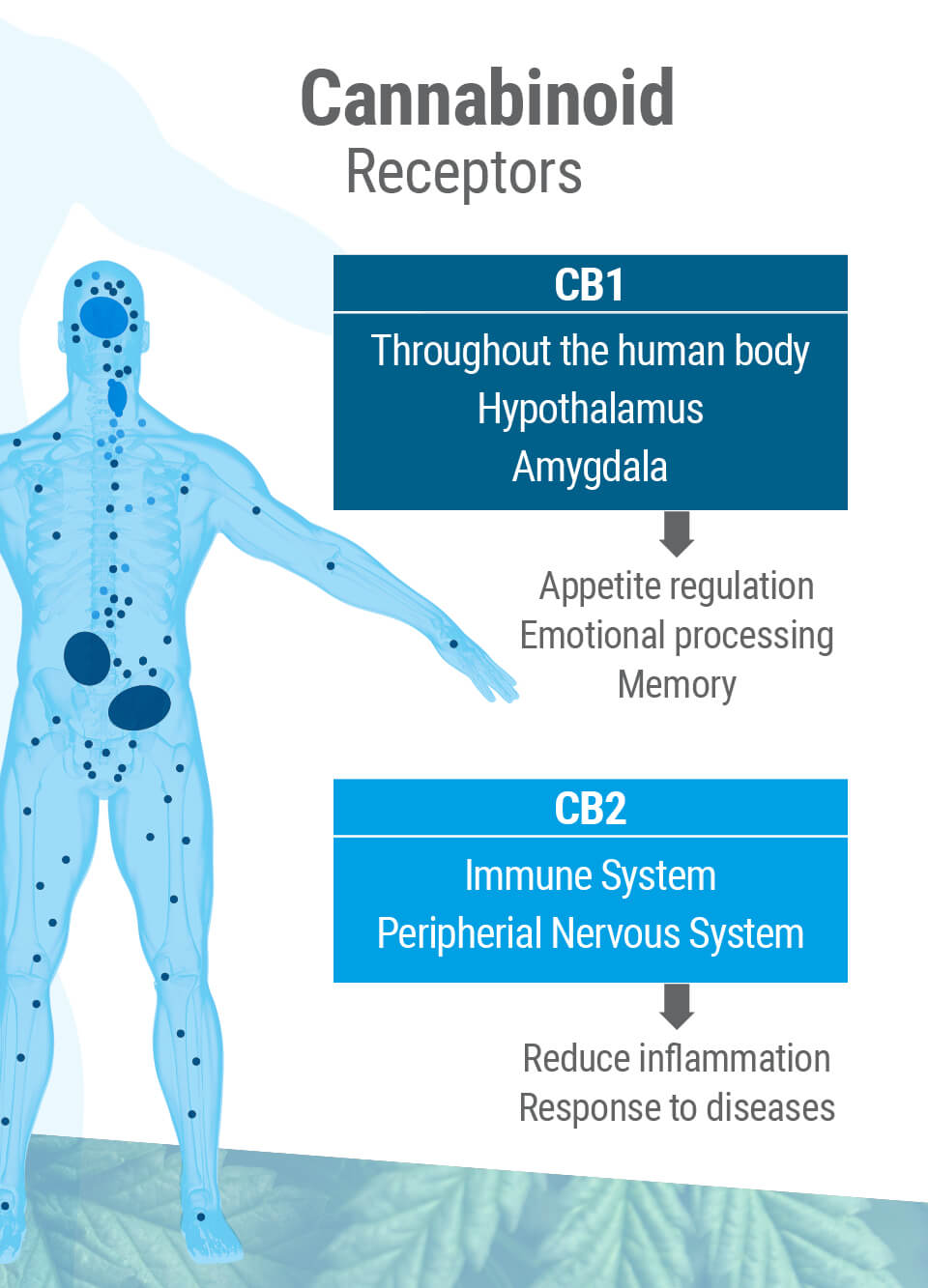 Det endocannabinoide system indeholder to typer af hovedreceptorer: CB1 og CB2