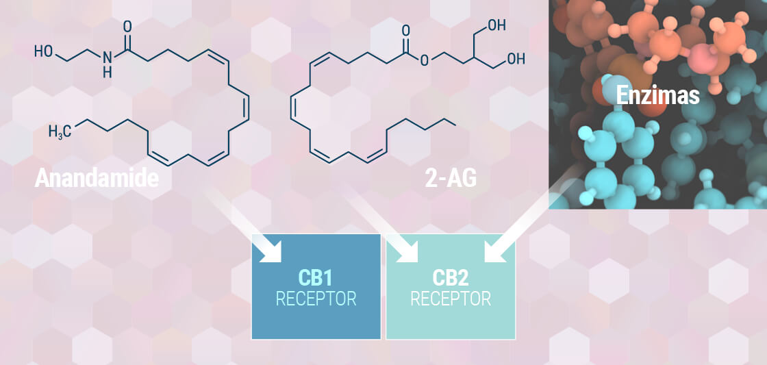 Forstå Dit Endocannabinoide System Forstå Dit Endocannabinoide System