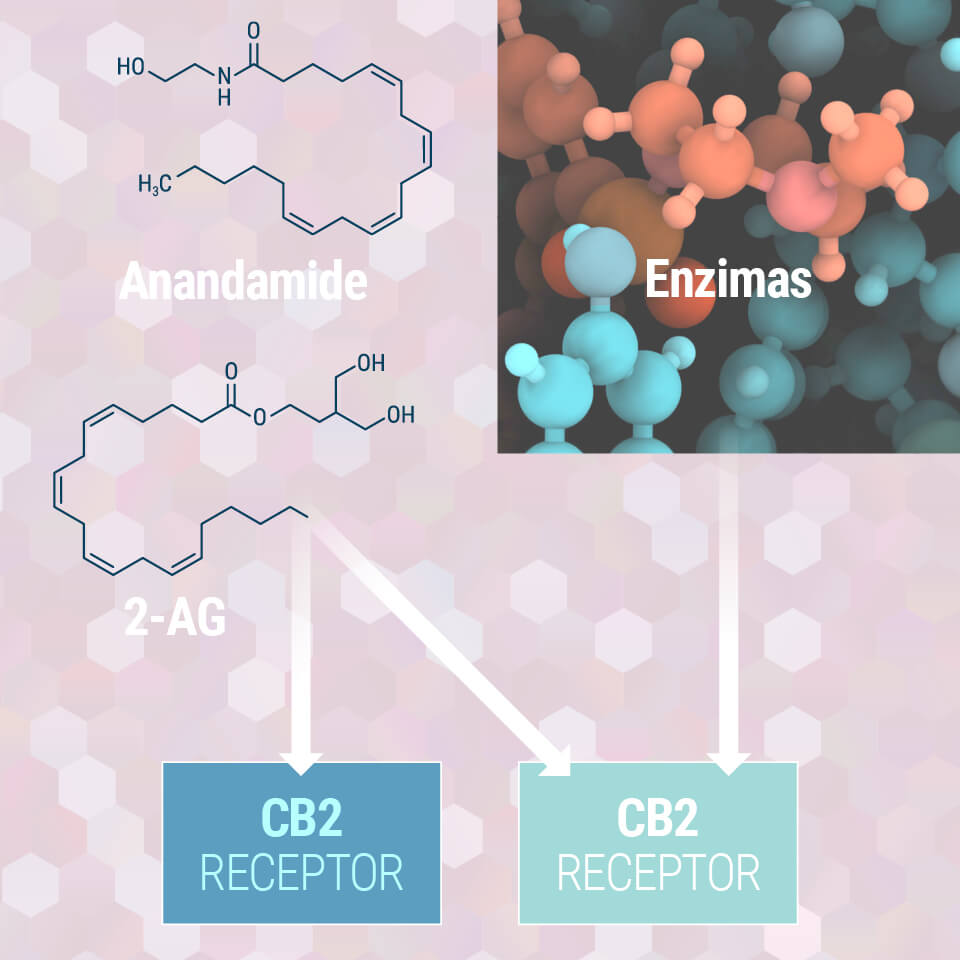 Forstå Dit Endocannabinoide System Forstå Dit Endocannabinoide System
