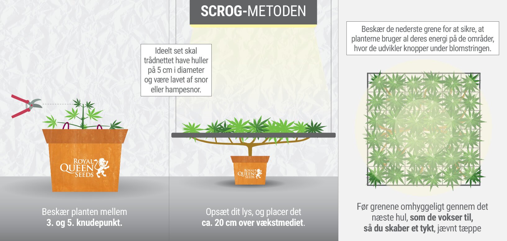 HVAD ER SCROG-METODEN? HVAD ER SCROG-METODEN?