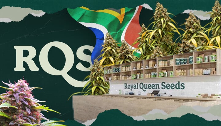 Indenfor hos Royal Queen Seeds Durban: Dette billede giver et kig ind i RQS-butikken i Durban, Sydafrika, og viser deres udvalg af cannabisfrø og dyrkningsartikler.