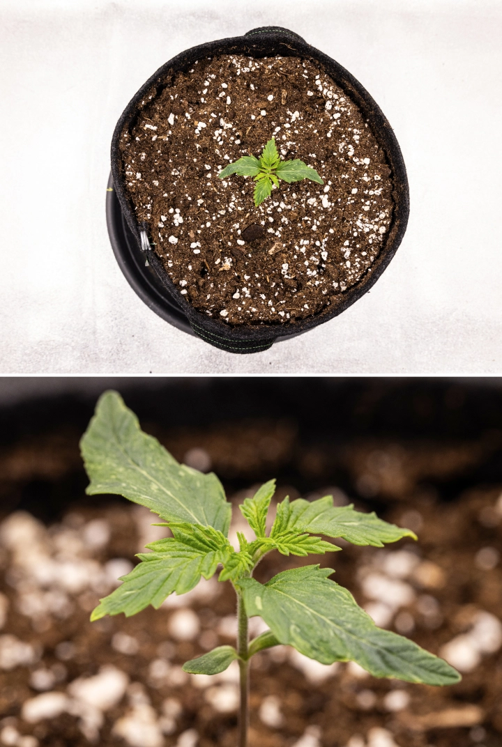 Royal Creamatic grow report: uge 1, frøplantens vækst Royal Creamatic cannabisfrøplante i uge 1, med tidlig vækst, grønne blade, let bladdeformation og perlit-rig jord.