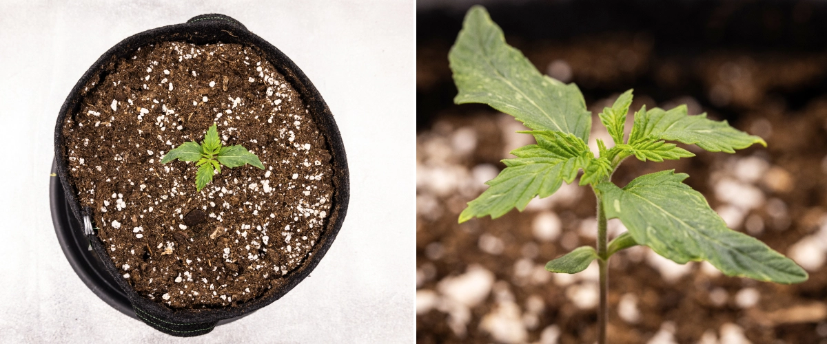 Royal Creamatic grow report: uge 1, frøplantens vækst Royal Creamatic cannabisfrøplante i uge 1, med tidlig vækst, grønne blade, let bladdeformation og perlit-rig jord.
