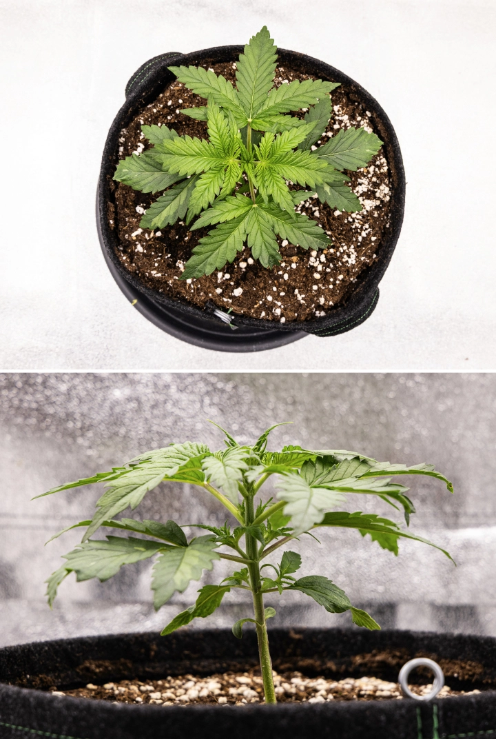 Royal Creamatic grow report: uge 2, vegetativ vækst Royal Creamatic cannabisplante i uge 2, med kompakt vegetativ vækst, sunde grønne blade, korte internoder og perlit-rig jord.