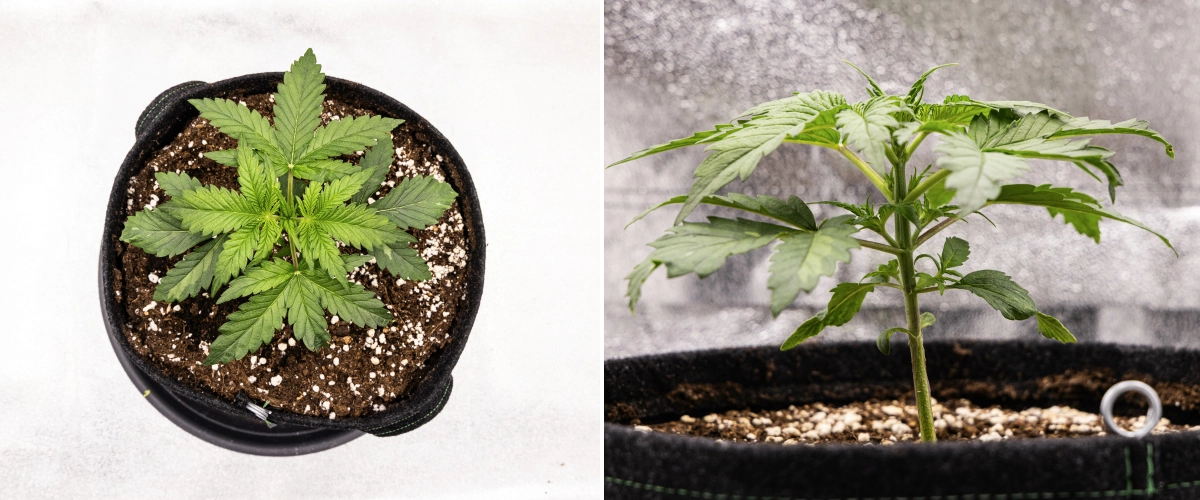 Royal Creamatic grow report: uge 2, vegetativ vækst Royal Creamatic cannabisplante i uge 2, med kompakt vegetativ vækst, sunde grønne blade, korte internoder og perlit-rig jord.