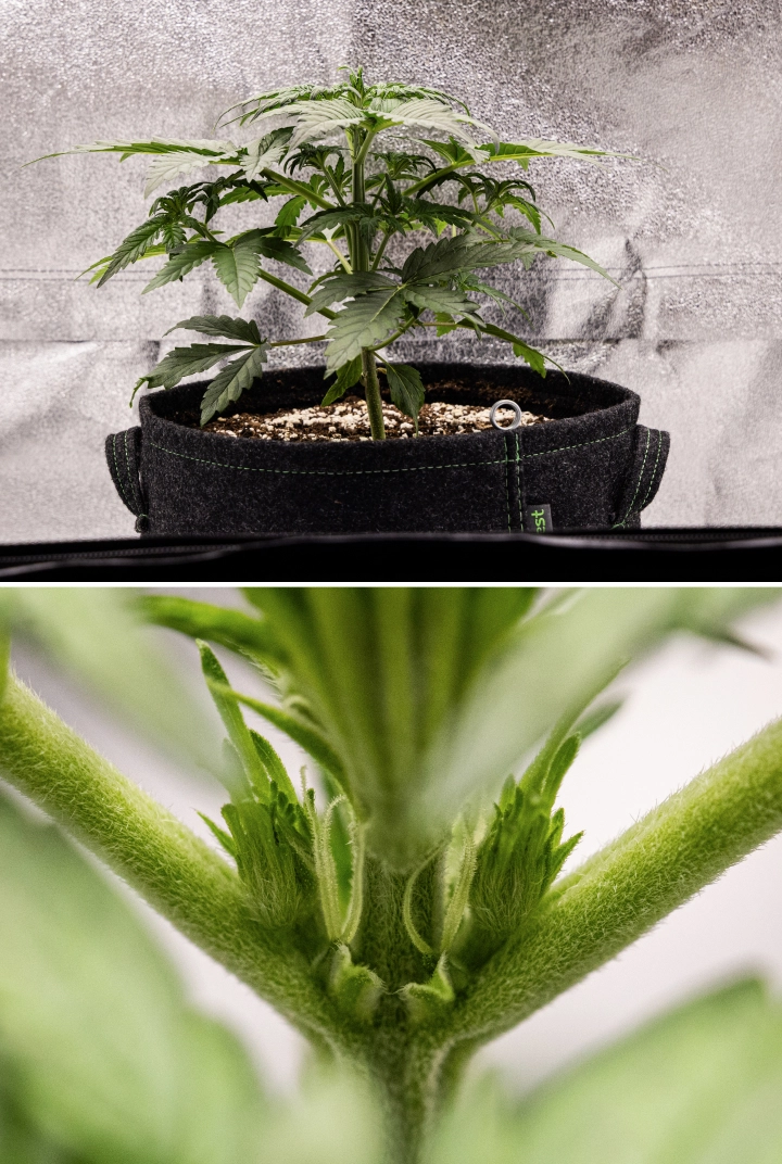 Royal Creamatic grow report: uge 3, vækst i forblomstring Royal Creamatic cannabisplante i uge 3, med kompakt vækst, sundt løv, synlige forblomster og en stærk ung stængel.