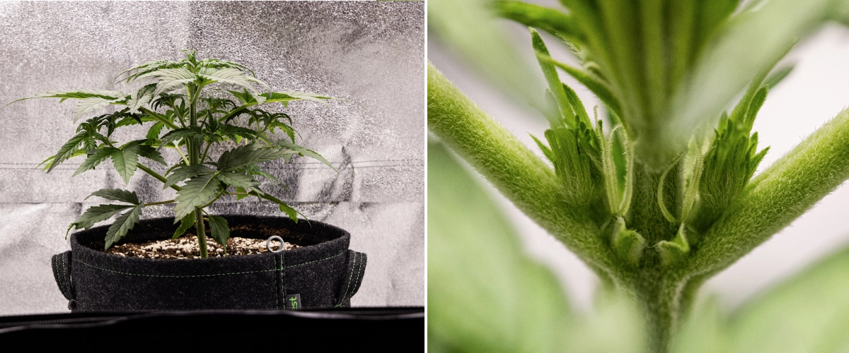 Royal Creamatic grow report: uge 3, vækst i forblomstring Royal Creamatic cannabisplante i uge 3, med kompakt vækst, sundt løv, synlige forblomster og en stærk ung stængel.