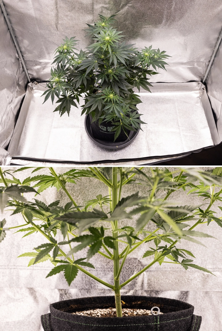 Royal Creamatic grow report: uge 5, blomsterudvikling Royal Creamatic cannabisplante i uge 5, med buds under udvikling, sundt grønt løv, stærke grene og en afbalanceret blomstringsstruktur.