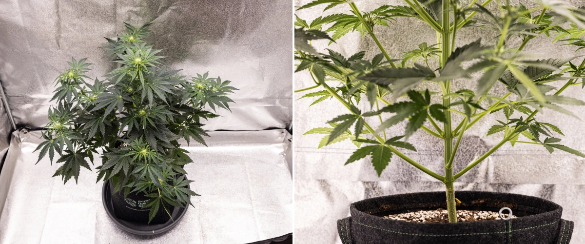 Royal Creamatic grow report: uge 5, blomsterudvikling Royal Creamatic cannabisplante i uge 5, med buds under udvikling, sundt grønt løv, stærke grene og en afbalanceret blomstringsstruktur.