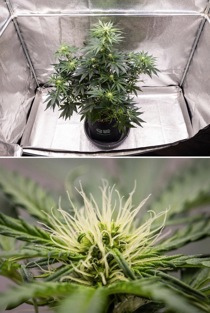 Royal Creamatic grow report: uge 6, harpiksproduktion Royal Creamatic cannabisplante i uge 6, med harpiksrige buds, hvide pistiller, sundt løv og en tydelig hovedcola.