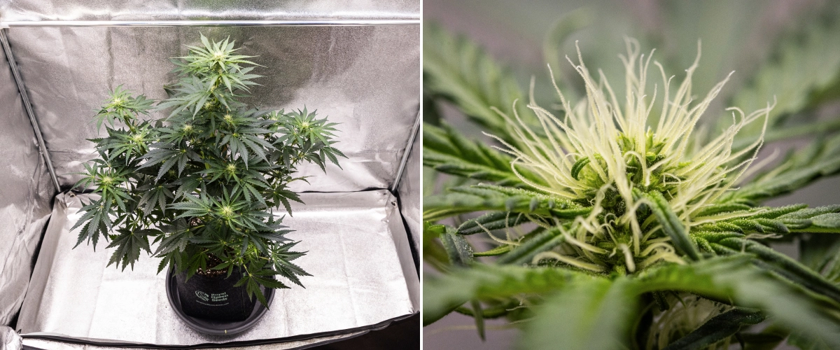 Royal Creamatic grow report: uge 6, harpiksproduktion Royal Creamatic cannabisplante i uge 6, med harpiksrige buds, hvide pistiller, sundt løv og en tydelig hovedcola.