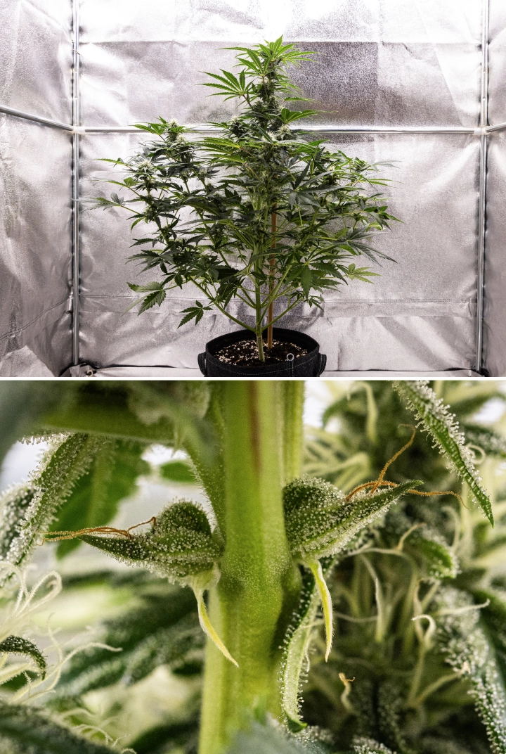 Royal Creamatic grow report: uge 7, kraftig trikomproduktion Royal Creamatic cannabisplante i uge 7, med frostklare buds, kraftig trikomdækning, hvide pistiller og sundt grønt løv.