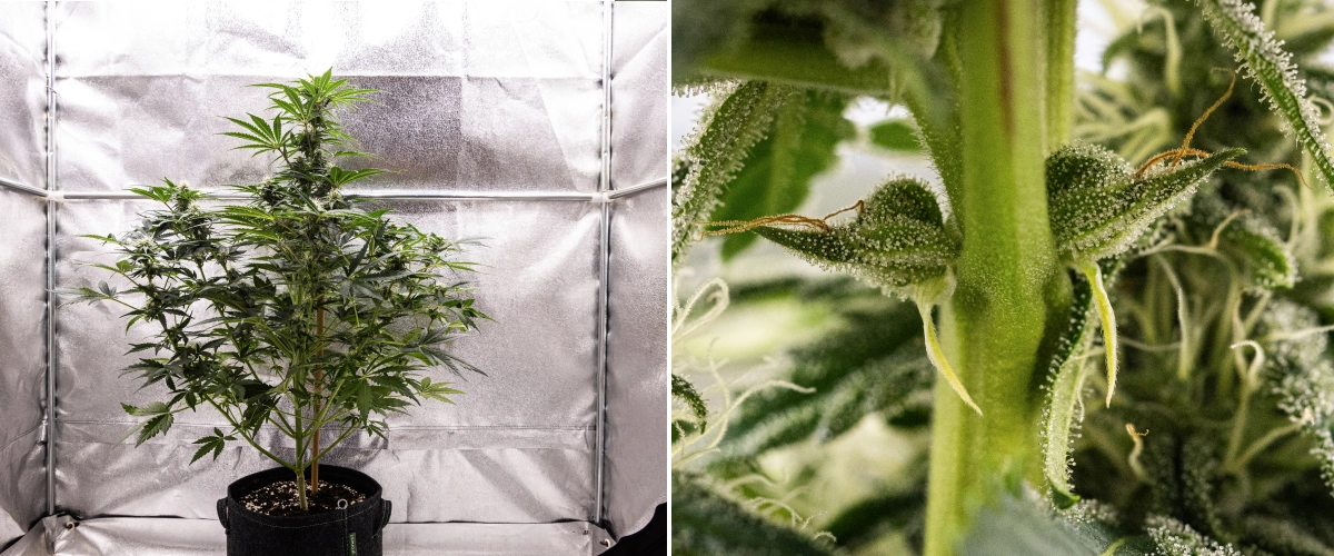 Royal Creamatic grow report: uge 7, kraftig trikomproduktion Royal Creamatic cannabisplante i uge 7, med frostklare buds, kraftig trikomdækning, hvide pistiller og sundt grønt løv.