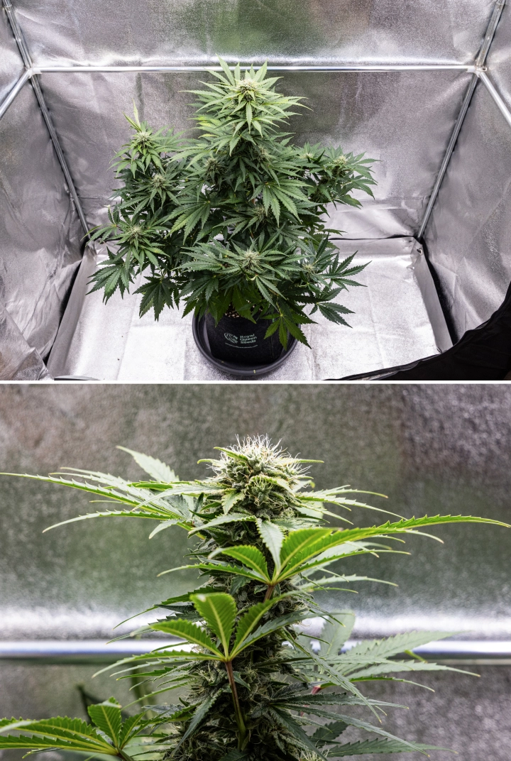 Royal Creamatic grow report: uge 8, tætte klæbrige buds Royal Creamatic cannabisplante i uge 8, med tætte klæbrige buds, frostklare trikomer, hvide pistiller og sunde grønne blade.