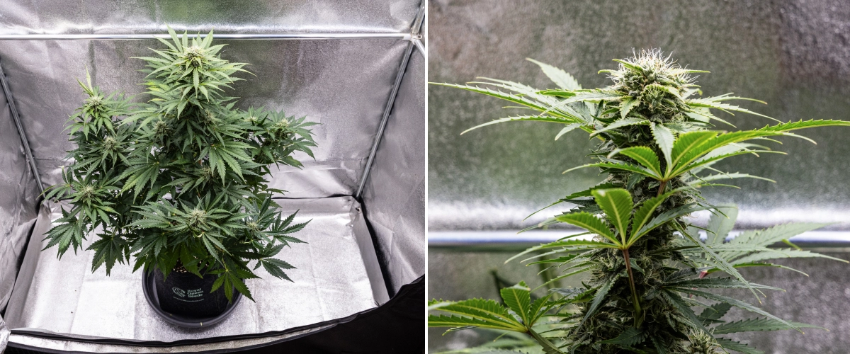 Royal Creamatic grow report: uge 8, tætte klæbrige buds Royal Creamatic cannabisplante i uge 8, med tætte klæbrige buds, frostklare trikomer, hvide pistiller og sunde grønne blade.