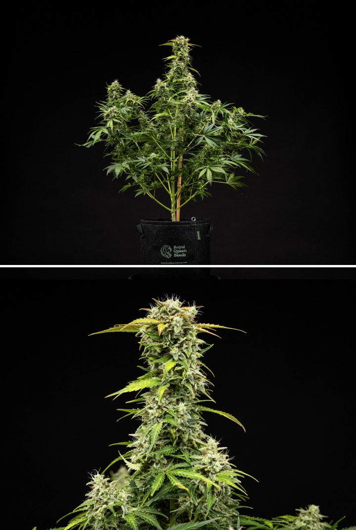 Royal Creamatic grow report: uge 9, høstklare buds Royal Creamatic cannabisplante i uge 9, med høstklare buds, frostklare trikomer, hvide pistiller og en stærk hovedcola.
