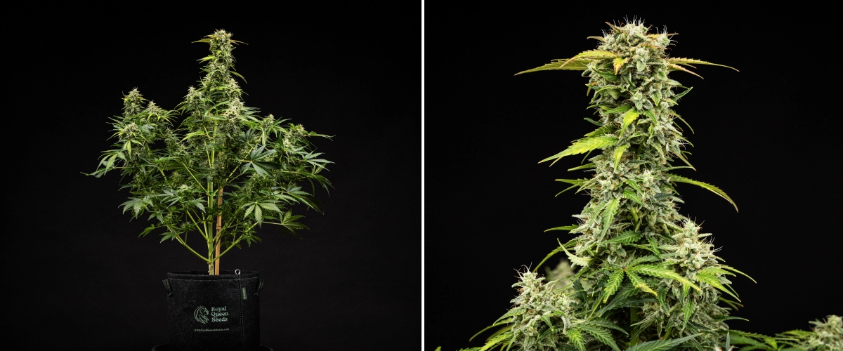 Royal Creamatic grow report: uge 9, høstklare buds Royal Creamatic cannabisplante i uge 9, med høstklare buds, frostklare trikomer, hvide pistiller og en stærk hovedcola.
