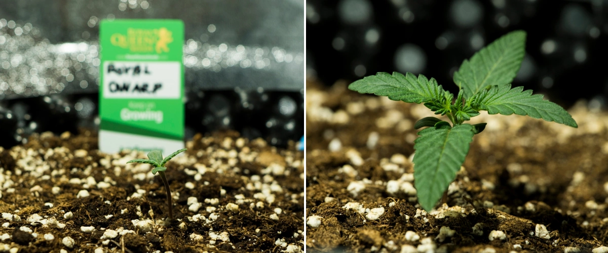 Royal Dwarf grow report: uge 1, frøplantestadiet Royal Dwarf cannabisfrøplanter i uge 1, med tidlig vækst, grønne blade, perlit-rig jord og en Royal Queen Seeds-pakke.