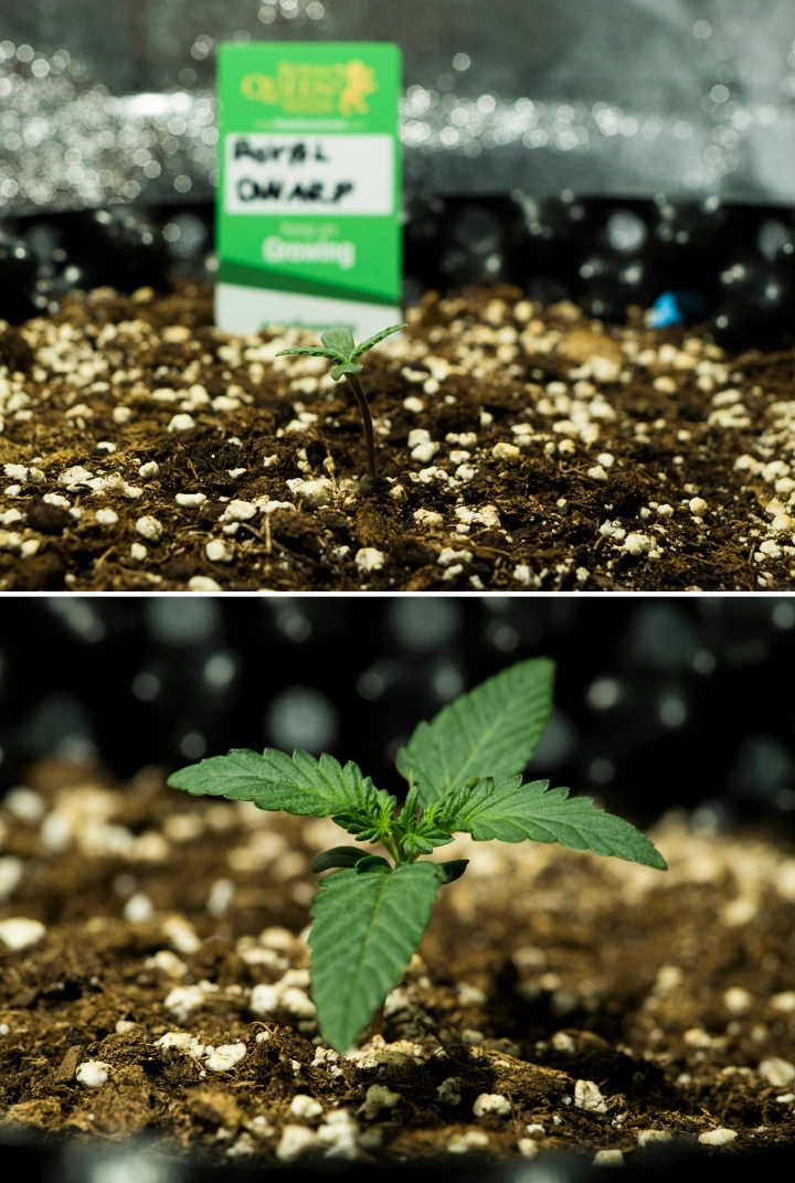 Royal Dwarf grow report: uge 1, frøplantestadiet Royal Dwarf cannabisfrøplanter i uge 1, med tidlig vækst, grønne blade, perlit-rig jord og en Royal Queen Seeds-pakke.