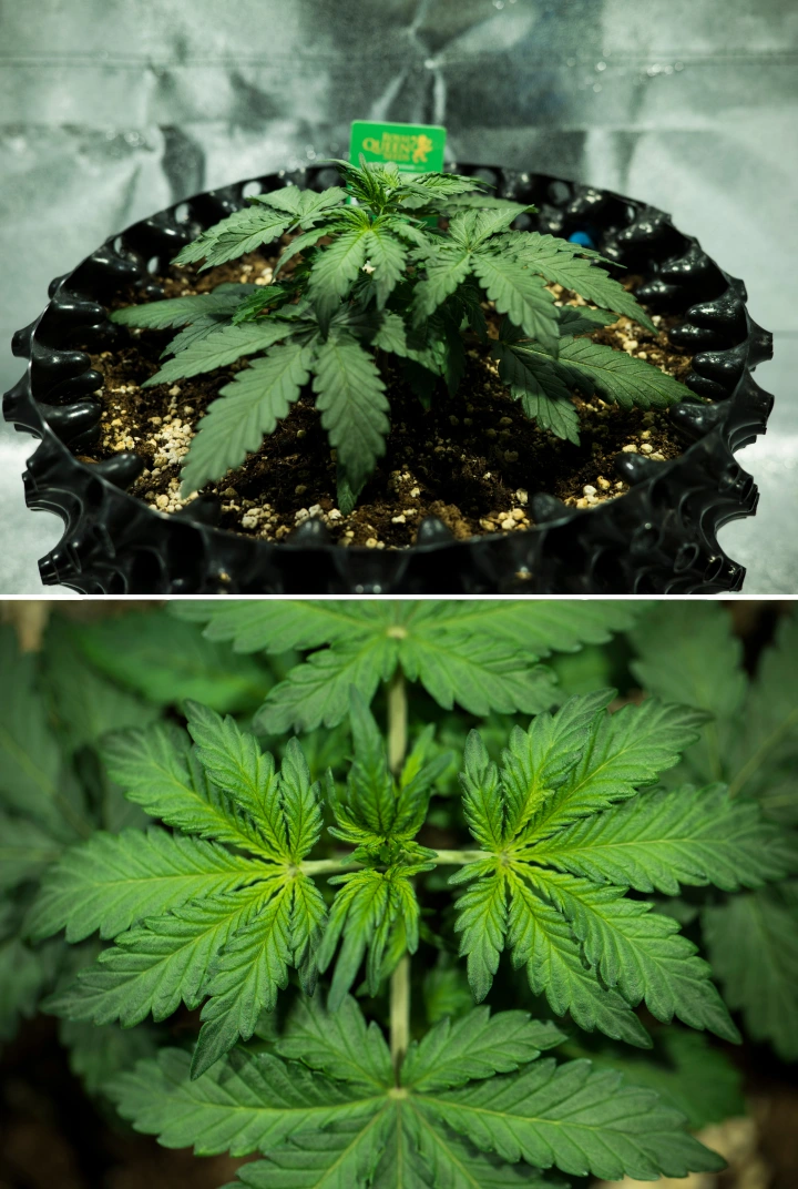 Royal Dwarf grow report: uge 2, vegetativ vækst Royal Dwarf cannabisplante i uge 2, med kompakt vegetativ vækst, sunde grønne blade, korte internoder og perlit-rig jord.