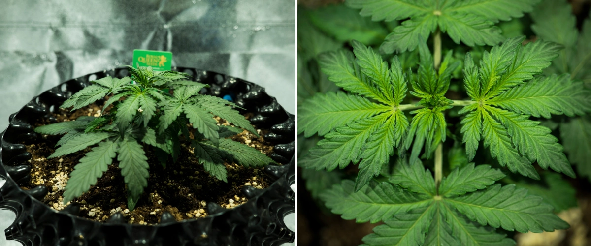 Royal Dwarf grow report: uge 2, vegetativ vækst Royal Dwarf cannabisplante i uge 2, med kompakt vegetativ vækst, sunde grønne blade, korte internoder og perlit-rig jord.