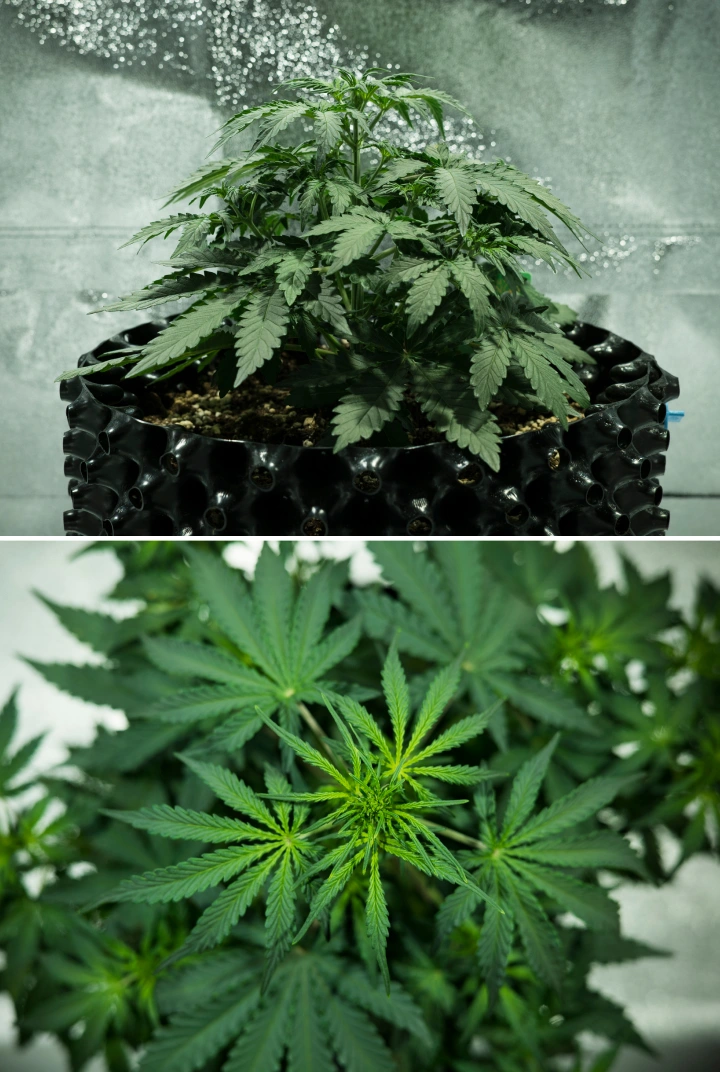 Royal Dwarf grow report: uge 3, vækstspurt Royal Dwarf cannabisplante i uge 3, med kompakt bladfyldt vækst, tidlige tegn på blomstring, sundt grønt løv og en AirPot-potte.
