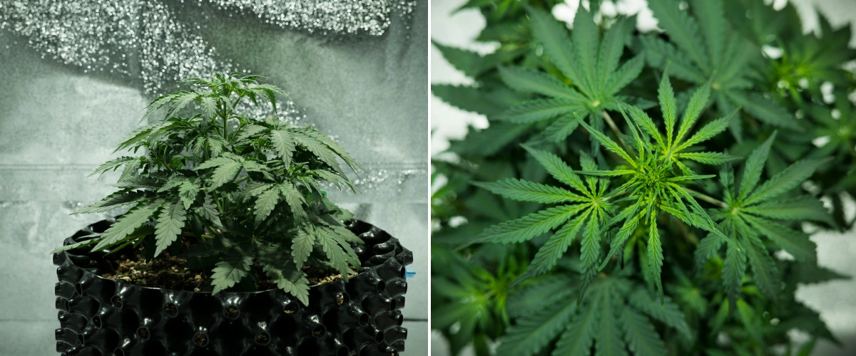 Royal Dwarf grow report: uge 3, vækstspurt Royal Dwarf cannabisplante i uge 3, med kompakt bladfyldt vækst, tidlige tegn på blomstring, sundt grønt løv og en AirPot-potte.