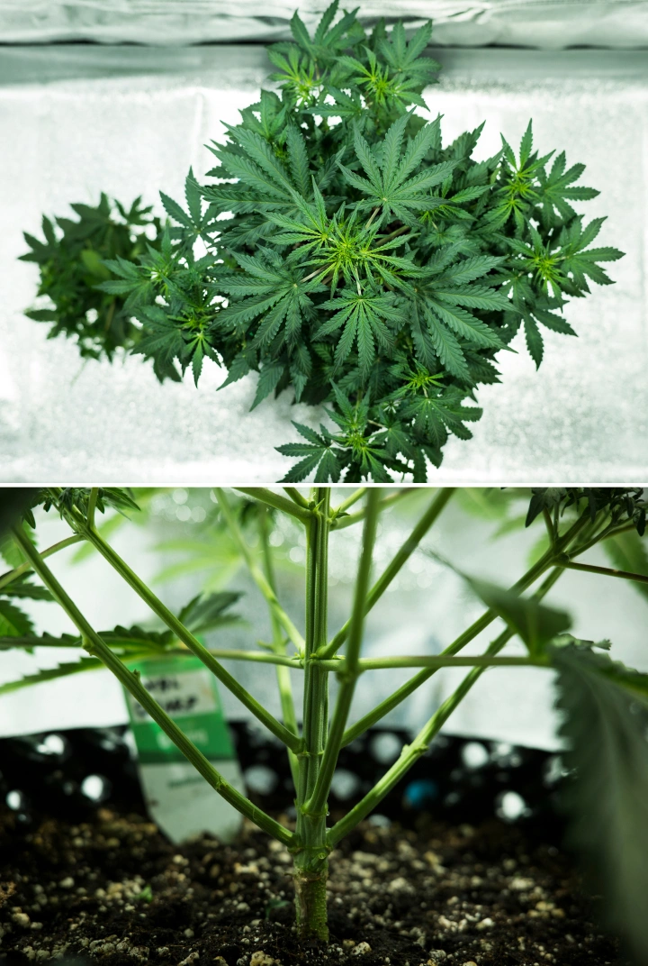 Royal Dwarf grow report: uge 4, tidlig blomstring Royal Dwarf cannabisplante i uge 4, med tidlig blomstring, sundt grønt løv, stærk grenstruktur og en robust hovedstængel.