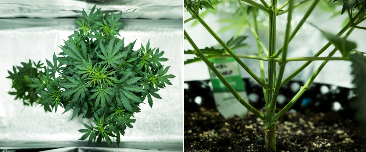 Royal Dwarf grow report: uge 4, tidlig blomstring Royal Dwarf cannabisplante i uge 4, med tidlig blomstring, sundt grønt løv, stærk grenstruktur og en robust hovedstængel.