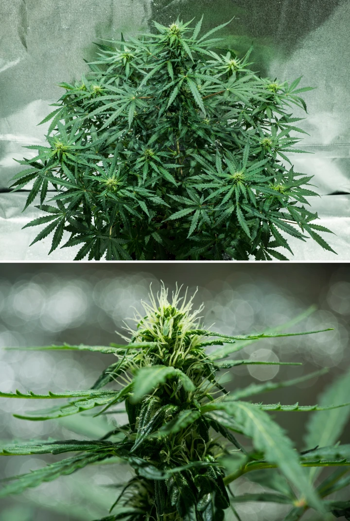 Royal Dwarf grow report: uge 5, blomsterudvikling Royal Dwarf cannabisplante i uge 5, med blomster under udvikling, hvide pistiller, sundt grønt løv og en kompakt blomstringsstruktur.