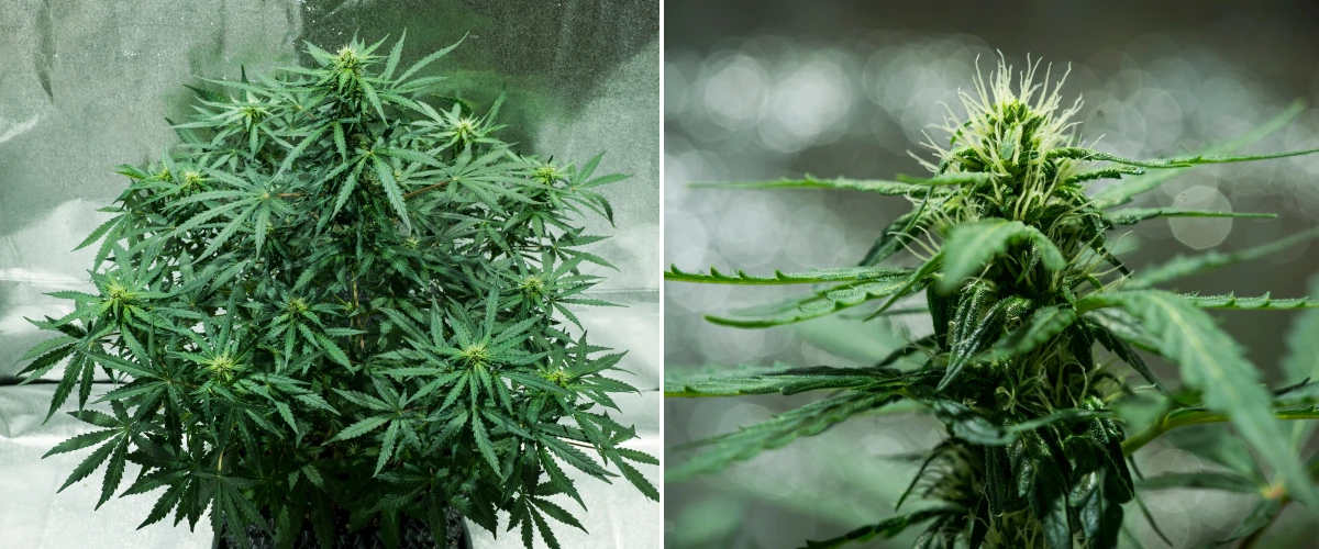 Royal Dwarf grow report: uge 5, blomsterudvikling Royal Dwarf cannabisplante i uge 5, med blomster under udvikling, hvide pistiller, sundt grønt løv og en kompakt blomstringsstruktur.