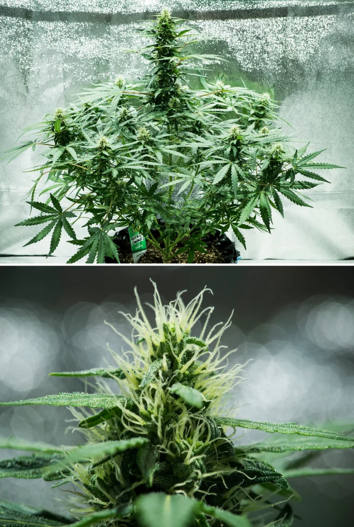 Royal Dwarf grow report: uge 6, harpiksproduktion Royal Dwarf cannabisplante i uge 6, med harpiksrige blomster, hvide pistiller, sundt løv og en høj hovedcola.