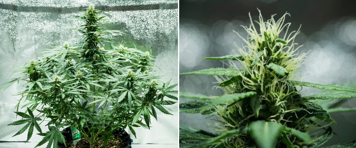 Royal Dwarf grow report: uge 6, harpiksproduktion Royal Dwarf cannabisplante i uge 6, med harpiksrige blomster, hvide pistiller, sundt løv og en høj hovedcola.