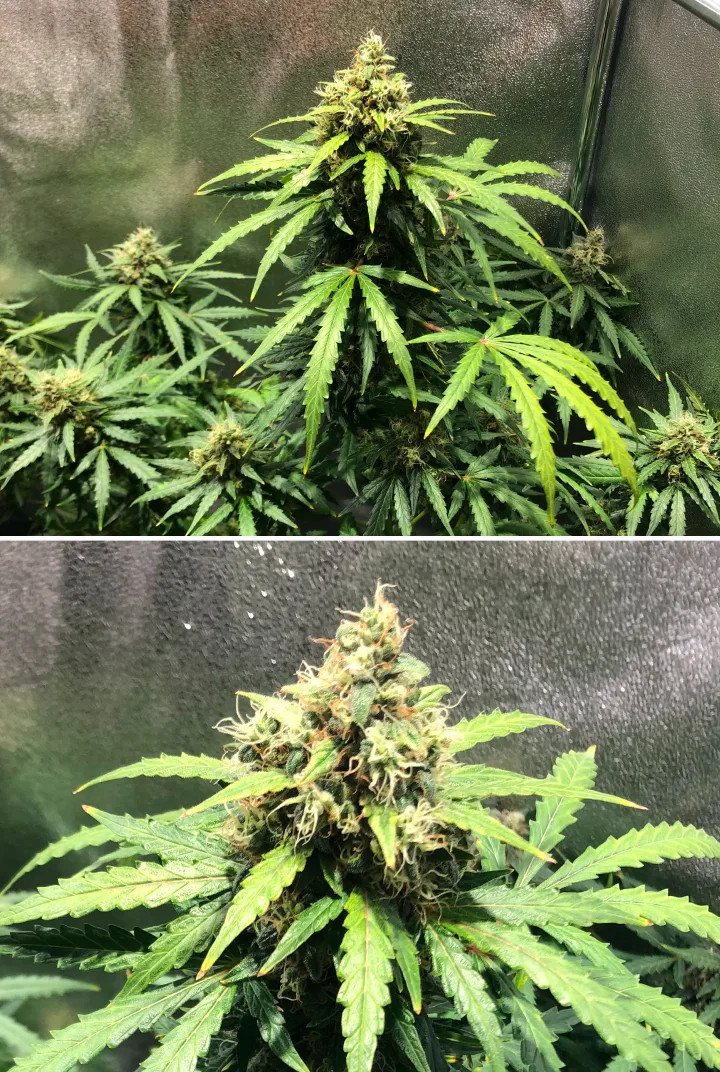 Royal Dwarf grow report: uge 8, sen blomstring Royal Dwarf cannabisplante i uge 8, med blomster i sen blomstring, orange pistiller, harpiksrige blomster og sundt grønt løv.