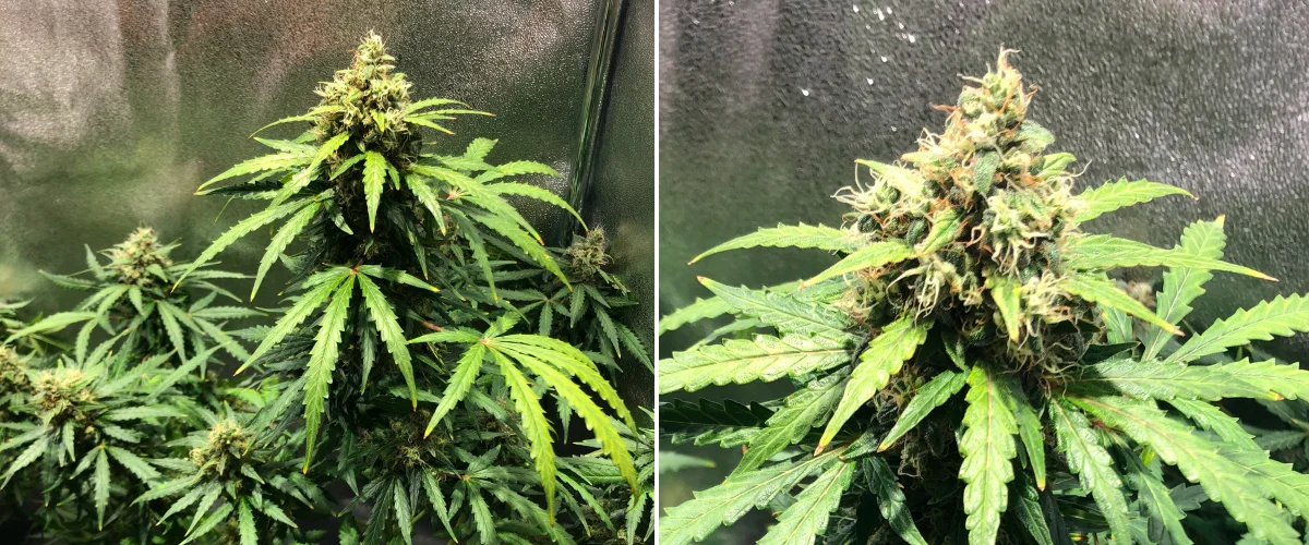 Royal Dwarf grow report: uge 8, sen blomstring Royal Dwarf cannabisplante i uge 8, med blomster i sen blomstring, orange pistiller, harpiksrige blomster og sundt grønt løv.