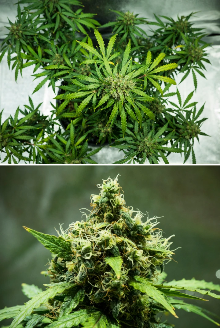 Royal Dwarf grow report: uge 9, høstklare blomster Royal Dwarf cannabisplante i uge 9, med høstklare blomster, tætte harpiksrige blomster, orange pistiller og sundt grønt løv.