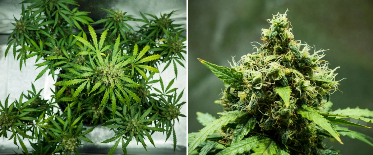 Royal Dwarf grow report: uge 9, høstklare blomster Royal Dwarf cannabisplante i uge 9, med høstklare blomster, tætte harpiksrige blomster, orange pistiller og sundt grønt løv.