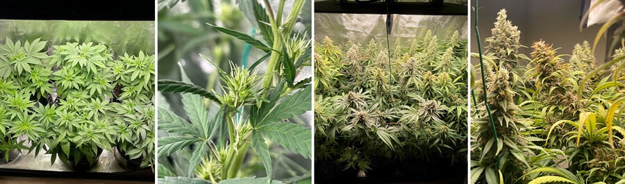 Royal Skywalker Seeds Royal Skywalker Seeds