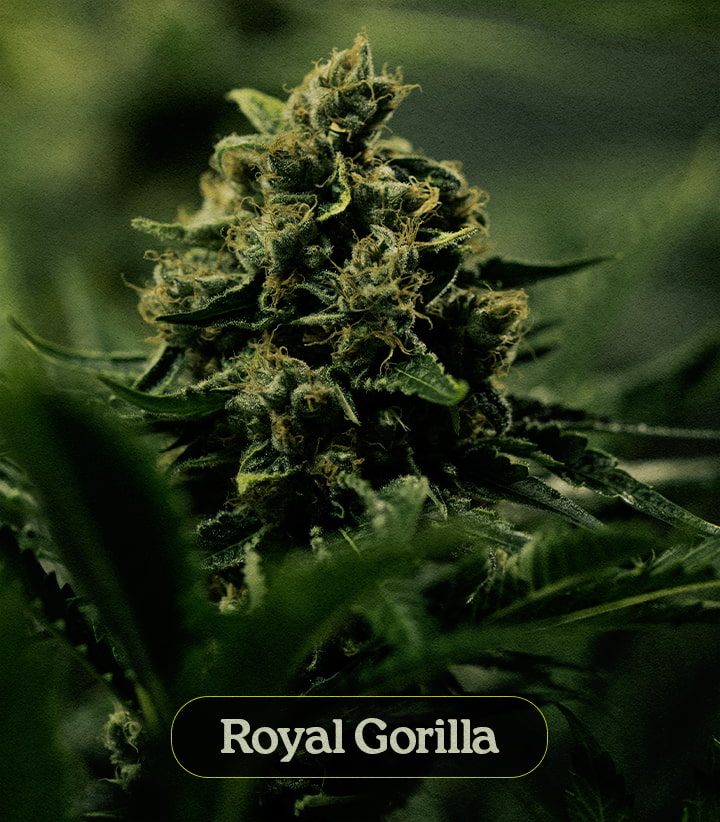 Royal Gorilla Royal Gorilla