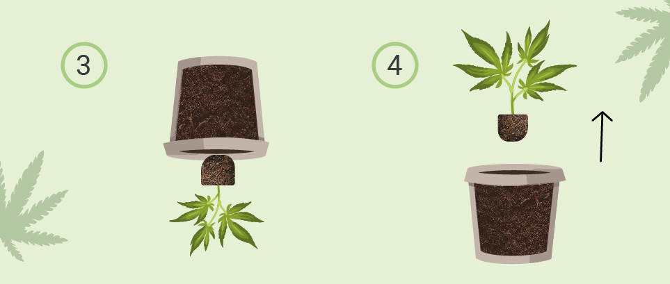 SÅDAN OMPLANTER DU CANNABIS SÅDAN OMPLANTER DU CANNABIS