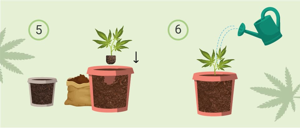 SÅDAN OMPLANTER DU CANNABIS SÅDAN OMPLANTER DU CANNABIS