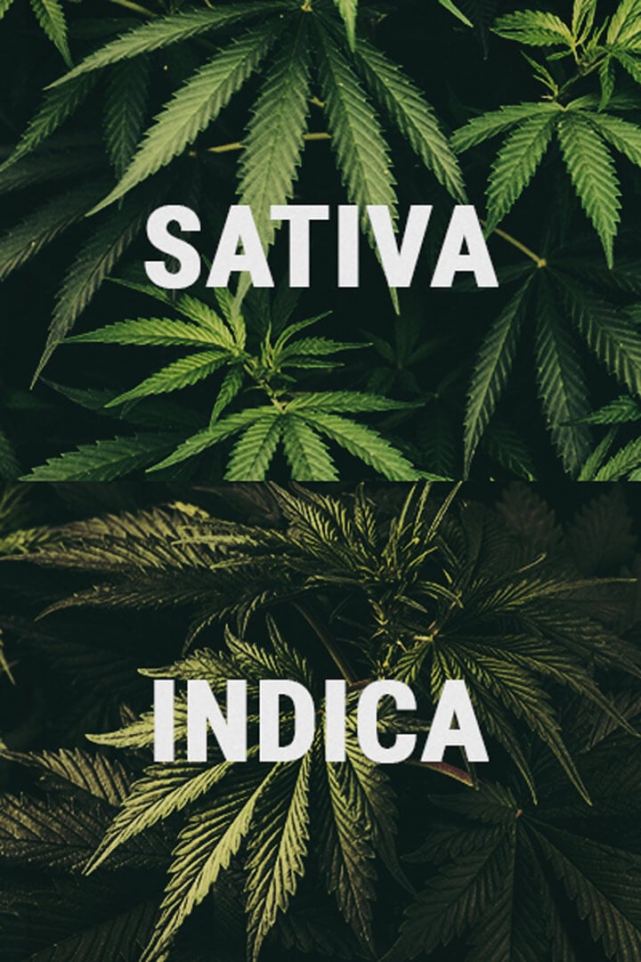 HVAD ER FORSKELLERNE MELLEM INDICA OG SATIVA?