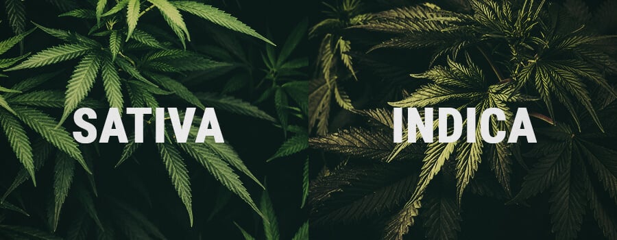 HVAD ER FORSKELLERNE MELLEM INDICA OG SATIVA?