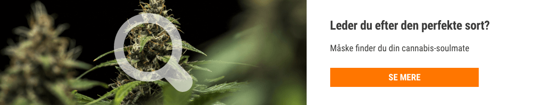 Cannabis Seedfinder