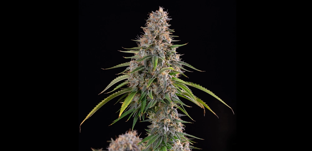 Sticky Queen Sticky Queen